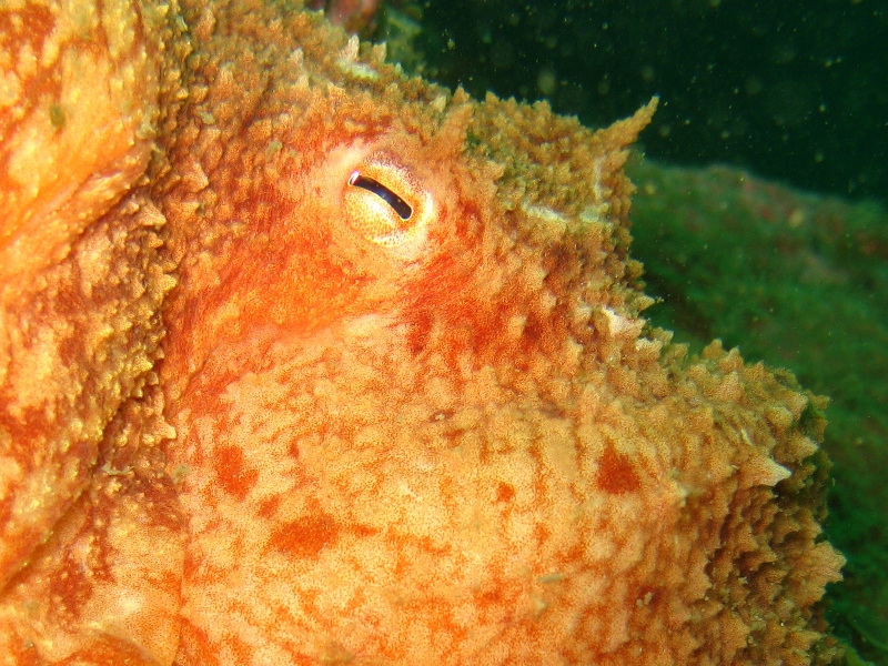Octo Eye, Isle of Skye, May 2008, I Crampton..jpg